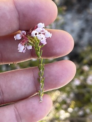 Erica verecunda