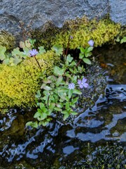 Epilobium anagallidifolium