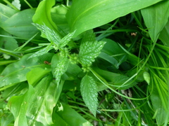 Lamium galeobdolon montanum