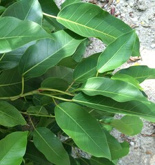 Ficus citrifolia