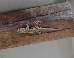 Lygodactylus chobiensis