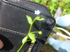 Memoremea scorpioides