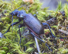 Calosoma inquisitor
