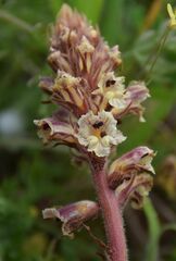 Orobanche litorea