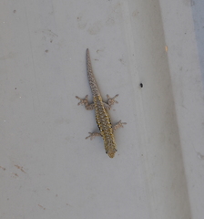 Lygodactylus chobiensis