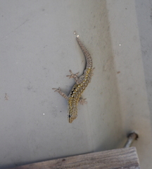 Lygodactylus chobiensis