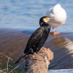 Phalacrocorax carbo carbo