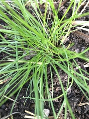 Carex remota
