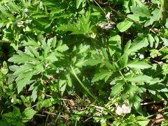 Rudbeckia laciniata