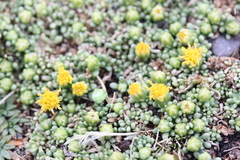 Senecio humillimus