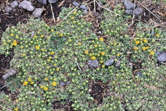 Senecio humillimus