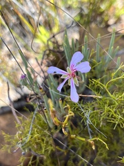 Pelargonium laevigatum oxyphyllum
