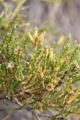 Parastrephia lepidophylla