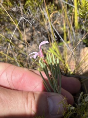 Pelargonium laevigatum oxyphyllum