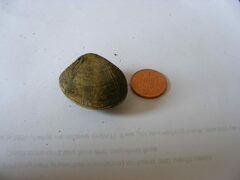 Ruditapes decussatus