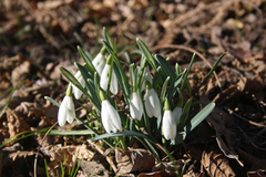 Galanthus nivalis