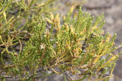 Parastrephia lepidophylla