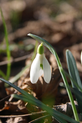 Galanthus nivalis