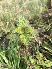 Urtica dioica