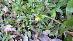 Ranunculus sieboldii