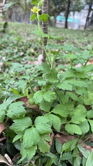 Ranunculus sieboldii