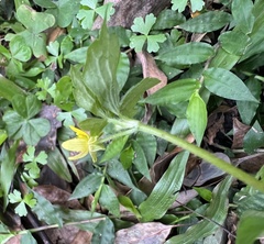 Ranunculus sieboldii