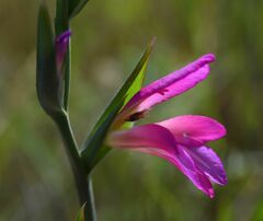 Gladiolus italicus