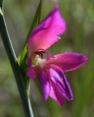 Gladiolus italicus