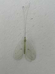 Apochrysa matsumurae