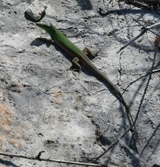 Podarcis siculus