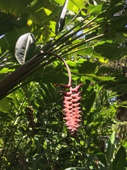 Heliconia mariae