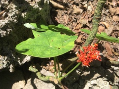Jatropha podagrica