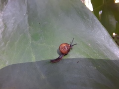 Ovachlamys fulgens