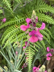 Indigofera filifolia