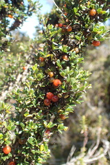 Coprosma nitida