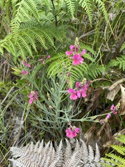 Indigofera filifolia
