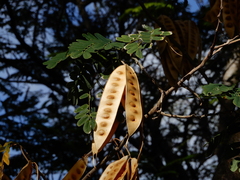 Albizia lebbeck