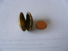 Ruditapes decussatus