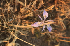 Moraea simulans