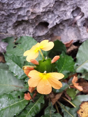 Crossandra rupestris