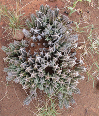 Huernia zebrina