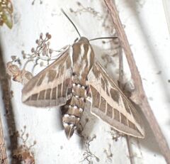 Hyles livornica