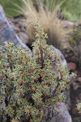 Polylepis tarapacana