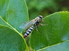 Agriomyia