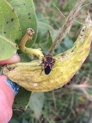 Lygaeus kalmii angustomarginatus