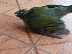 Saltator similis