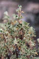 Polylepis tarapacana