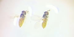 Aphelinidae