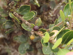 Ilex kunthiana