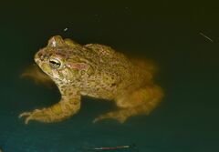 Bufotes viridis balearicus